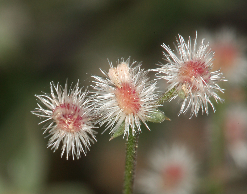 صورة Galium hilendiae subsp. carneum (Hilend & J. T. Howell) Dempster & Ehrend.