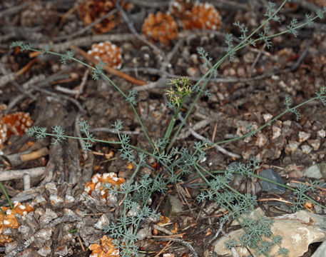 Image of Utah desertparsley