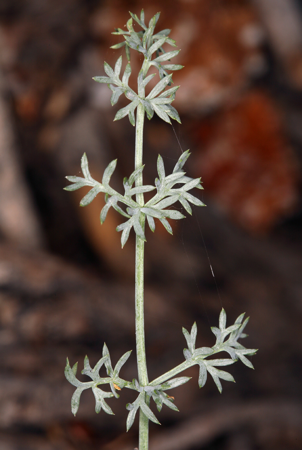 Image of Utah desertparsley