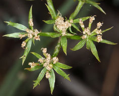 Image of Utah desertparsley