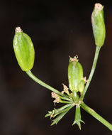 Image of Utah desertparsley