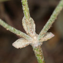 Image of crescent buckwheat