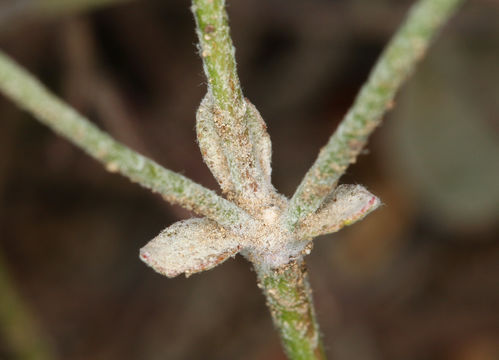 Image of crescent buckwheat