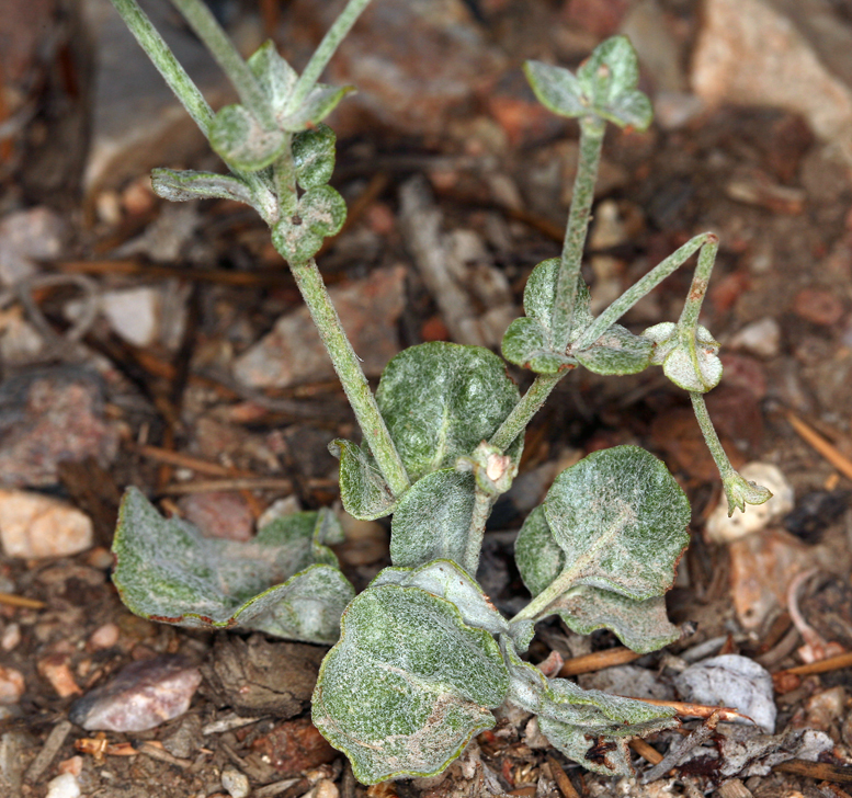 Image of Panamint Mountain buckwheat