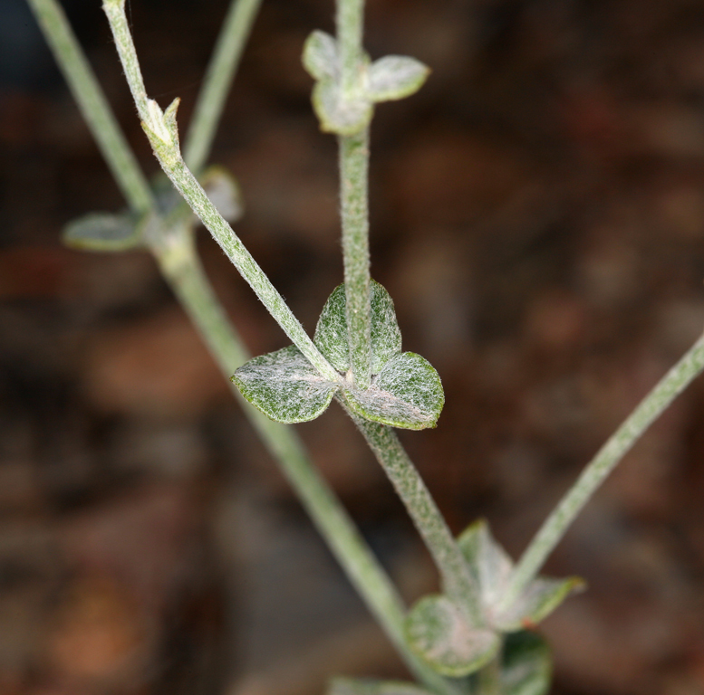 Image of Panamint Mountain buckwheat