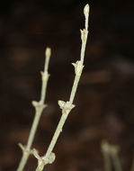 Image of Panamint Mountain buckwheat