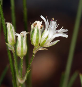 Image of loosehead sandwort