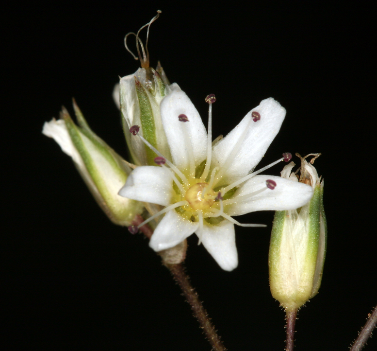 Image of loosehead sandwort