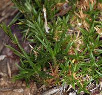 Image of loosehead sandwort