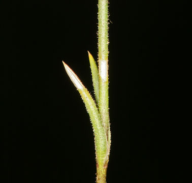 Image of loosehead sandwort