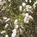 Image of striated broom