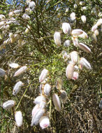 Image of striated broom