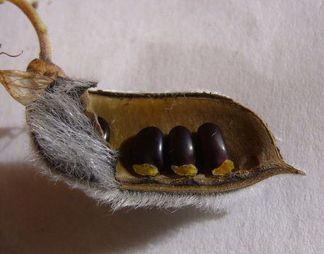 Слика од Cytisus striatus (Hill) Rothm.