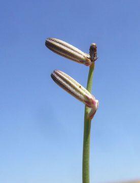 Chondrilla juncea L. resmi