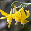 Narcissus albimarginatus D. Müll.-Doblies & U. Müll.-Doblies的圖片