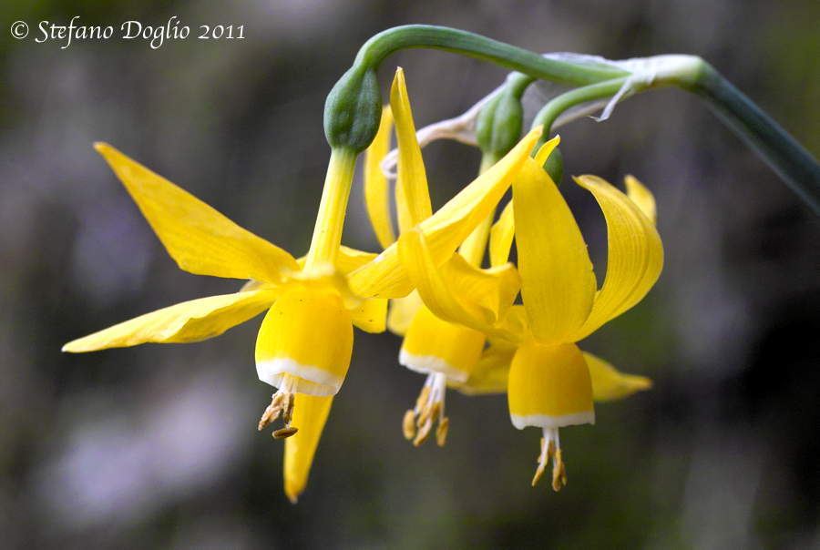 Image of Narcissus albimarginatus D. Müll.-Doblies & U. Müll.-Doblies