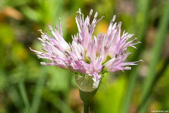 Image of Pacific onion