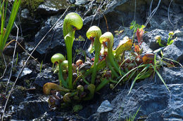 Image of California pitcherplant