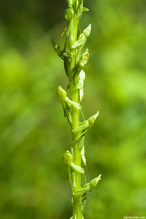 Image of Canyon Bog Orchid