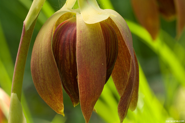 Image of California pitcherplant