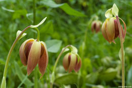 Image of California pitcherplant