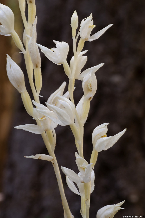 Image of phantom orchid