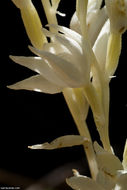 Image of phantom orchid