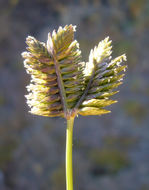 Image of threespike goosegrass