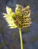 Image of threespike goosegrass