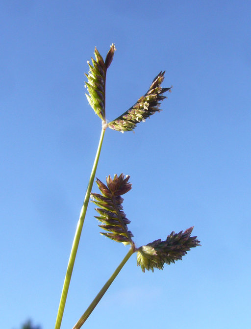 Image of threespike goosegrass