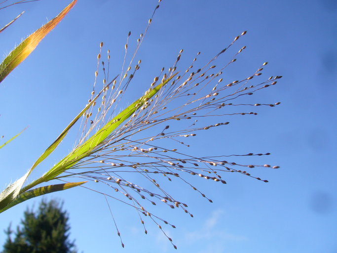 Image of witch grass
