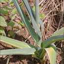 Image of <i>Allium porrum</i>