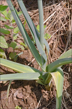 Image of <i>Allium porrum</i>