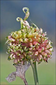Image of wild garlic