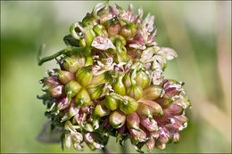 Allium vineale L. resmi