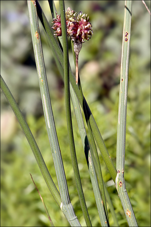 Allium vineale L. resmi