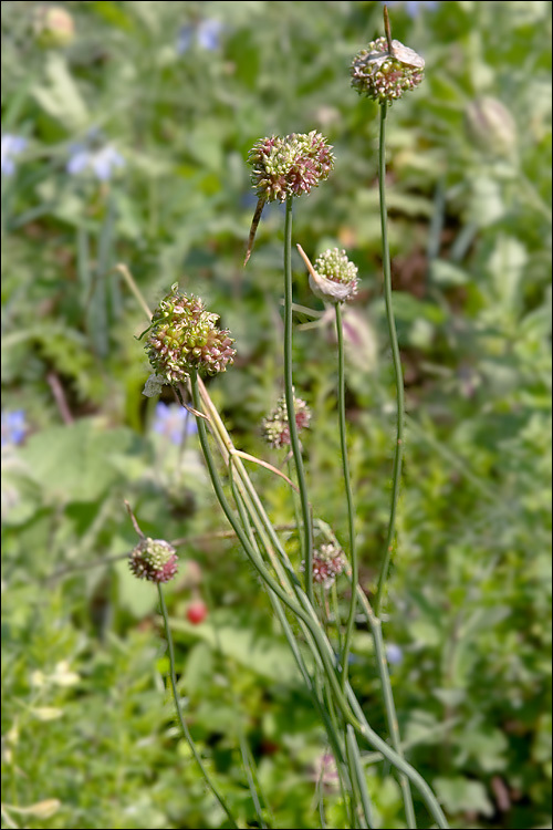 Allium vineale L. resmi