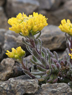 Image of Mt. Lassen draba