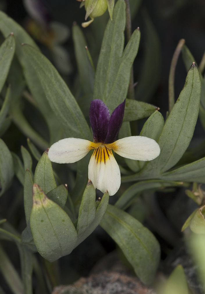 Image of Oregon violet