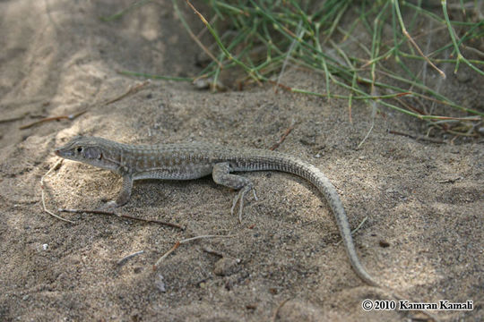 Image of Blanford's Fringe-fingered Lizard