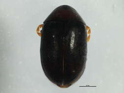 Image of Mesocoelopodinae