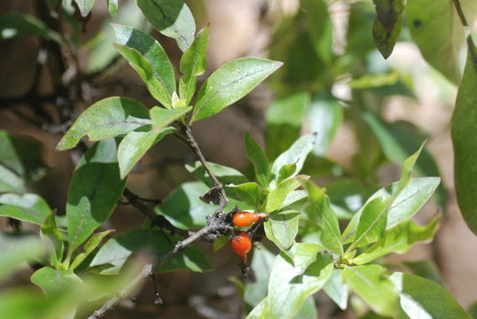 Image of woodland mirrorplant