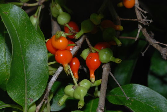 Image of woodland mirrorplant