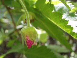 Слика од Rubus hawaiensis A. Gray