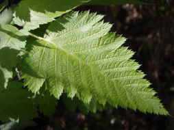 Слика од Rubus hawaiensis A. Gray