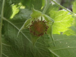 Слика од Rubus hawaiensis A. Gray