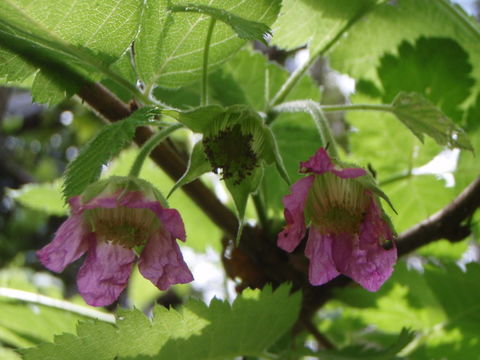 Image of Hawai'i blackberry