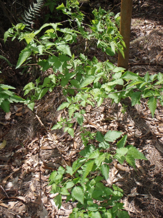 Слика од Rubus hawaiensis A. Gray