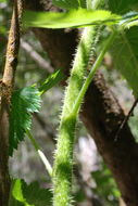 Слика од Rubus hawaiensis A. Gray