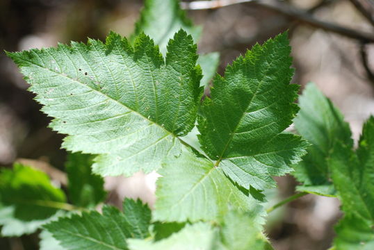 Слика од Rubus hawaiensis A. Gray